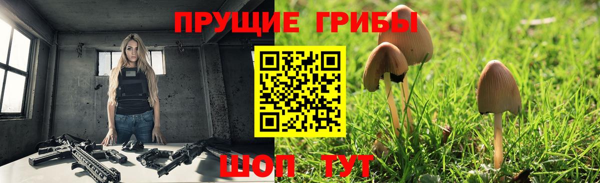 где найти   Магадан  Галлюциногенные грибы GOLDEN TEACHER 